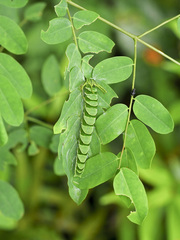 Polyura hebe plautus