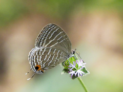 Jamides celeno aelianus