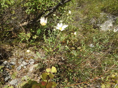 Chrysanthemum sinuatum