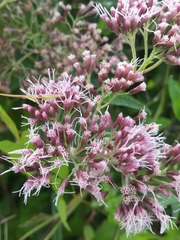 Eupatorium cannabinum