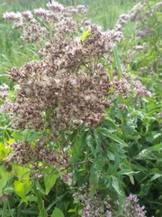 Eupatorium cannabinum