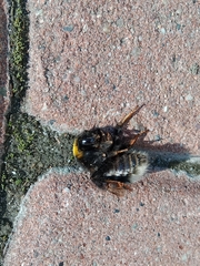 Bombus