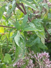 Eupatorium cannabinum