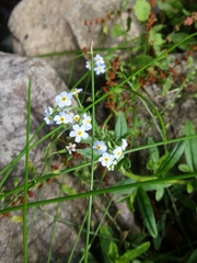 Myosotis scorpioides