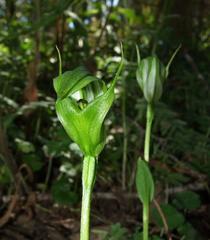 Pterostylis monticola