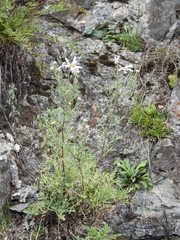 Chrysanthemum sinuatum