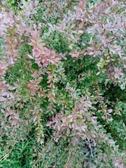 Magnoliopsida
