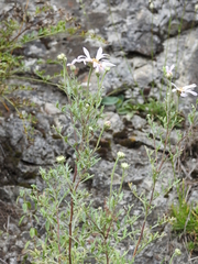 Chrysanthemum sinuatum