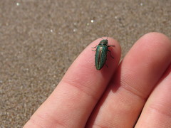 Buprestis striata
