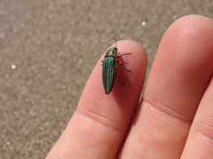 Buprestis striata