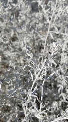 Krascheninnikovia lanata