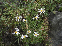 Chrysanthemum sinuatum