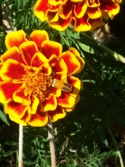 Chauliognathus pensylvanicus