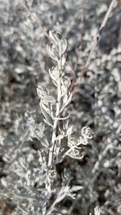 Krascheninnikovia lanata