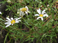 Chrysanthemum sinuatum