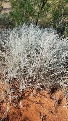 Krascheninnikovia lanata