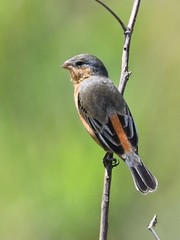 Sporophila hypoxantha