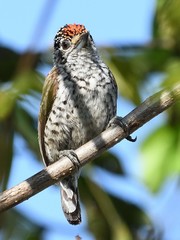 Picumnus albosquamatus
