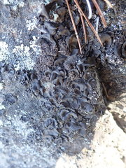 Umbilicaria polyphylla