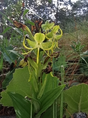 Habenaria jaliscana