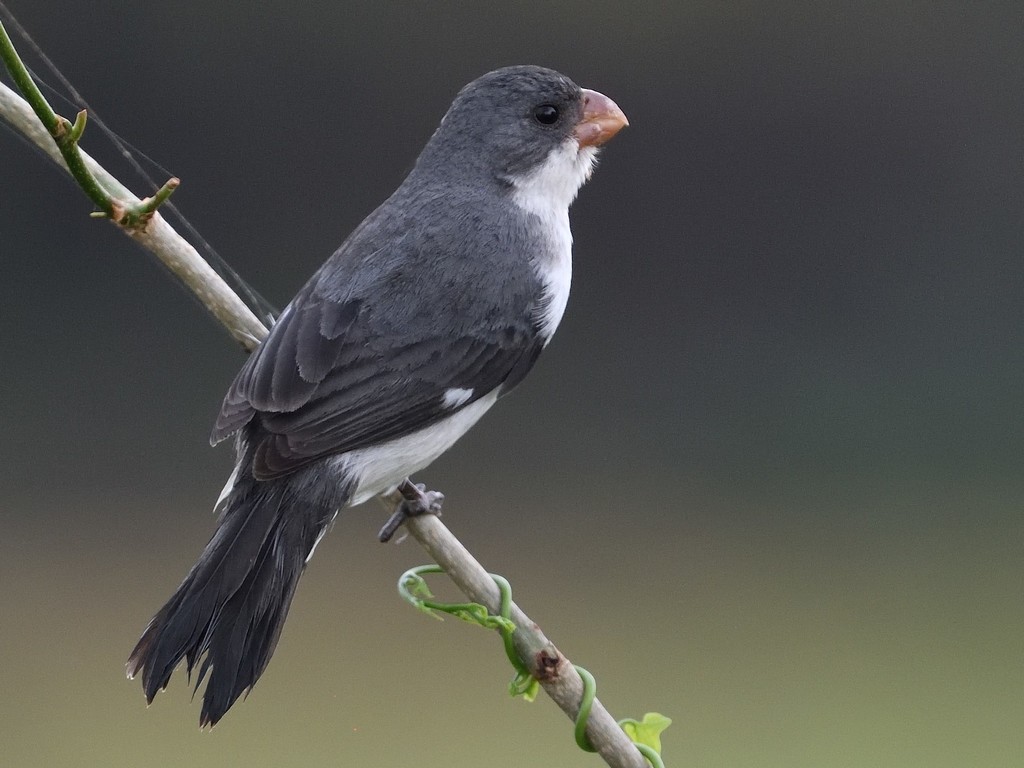White-bellied Seedeater photo