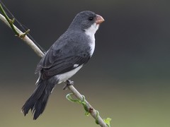 White-Bellied Seedeater photo 1