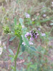 Medicago sativa