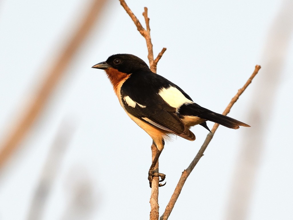 White-Rumped Tanager