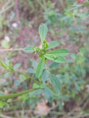 Medicago sativa
