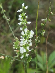 Melilotus albus