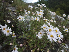 Chrysanthemum sinuatum