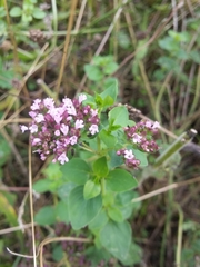 Origanum vulgare