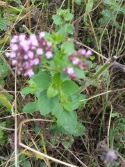 Origanum vulgare