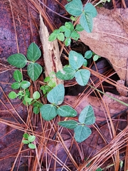 Phaseolus pauciflorus