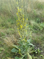 Verbascum