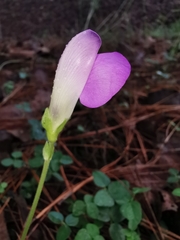 Phaseolus pauciflorus