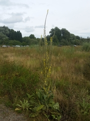 Verbascum