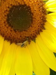 Chauliognathus pensylvanicus