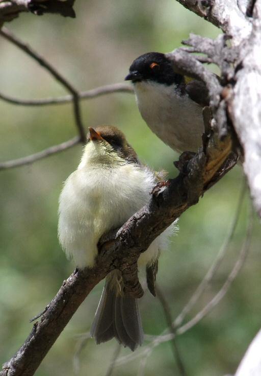 Melithreptus lunatus from Cobberas VIC 3900, Australia on 2009년 01월 25일 (일) at 12:09 오후 by Reiner Richter · iNaturalist... 