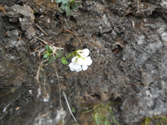 Arabis stellulata