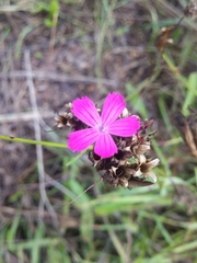 Dianthus carthusianorum