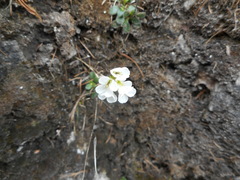Arabis stellulata