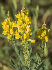 Linaria