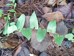 Aristolochia bracteosa