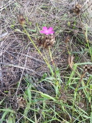 Dianthus carthusianorum