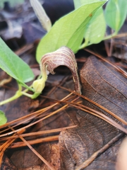 Aristolochia bracteosa