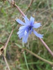 Cichorium intybus
