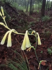 Polianthes zapopanensis