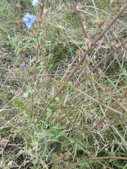 Cichorium intybus