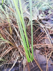 Polianthes zapopanensis